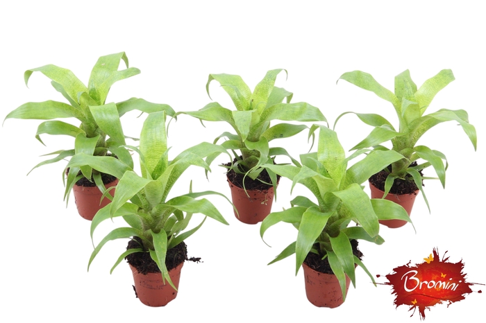 <h4>Vriesea Ospinae Forest</h4>
