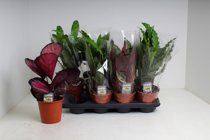 <h4>CALAT GEM 4 SRT</h4>