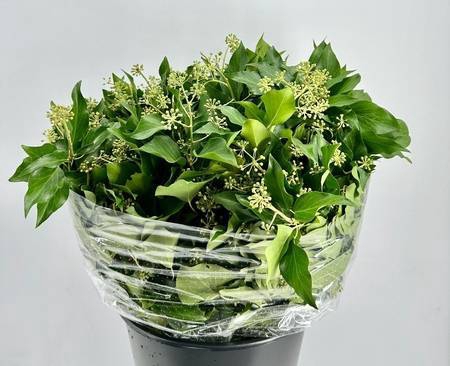 <h4>Hedera Green Berries</h4>