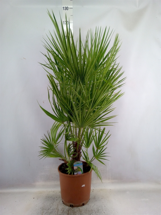 <h4>Chamaerops humilis</h4>