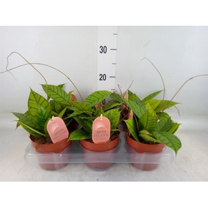 Hoya callistophylla 'KAL 16'