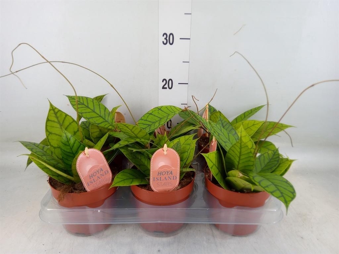 <h4>Hoya callistophylla 'KAL 16'</h4>