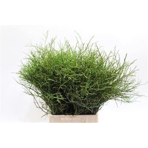 HEIDELBEER/VACCINIUM 10 BUND