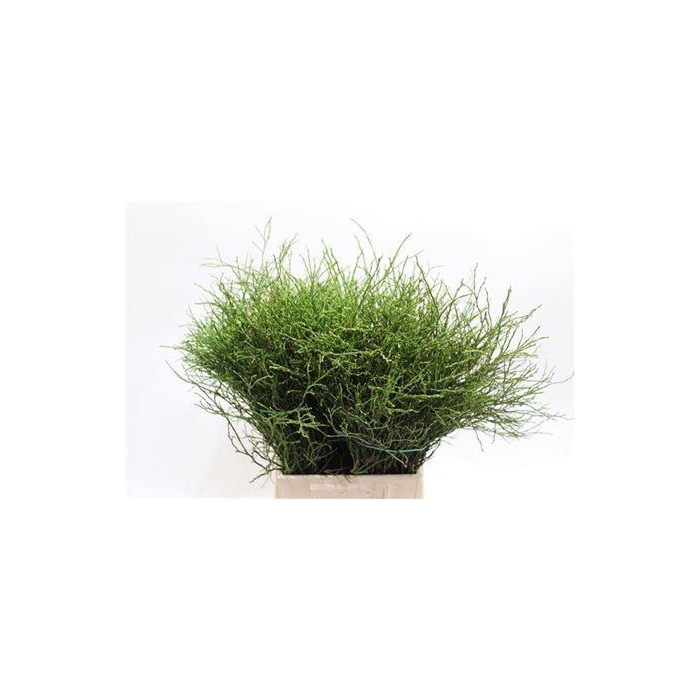 <h4>Vaccinium Myrtillus P Pak</h4>