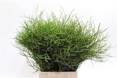 <h4>Vaccinium Per Bundle</h4>