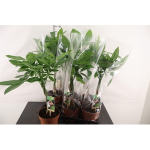 Pachira 17 Cm. P. Aquatica Vlechtstam 75 Cm. Hoog