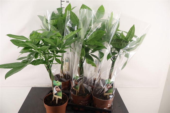 <h4>Pachira 17 Cm. P. Aquatica Vlechtstam 75 Cm. Hoog</h4>