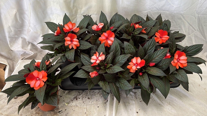 <h4>IMPAT NG OV</h4>