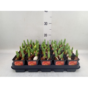 Tulipa DU 'Red Baby'