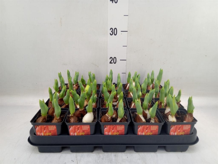 <h4>Tulipa DU 'Red Baby'</h4>