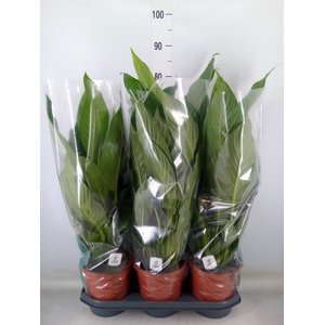 Spathiphyllum  'Bingo Cupido'