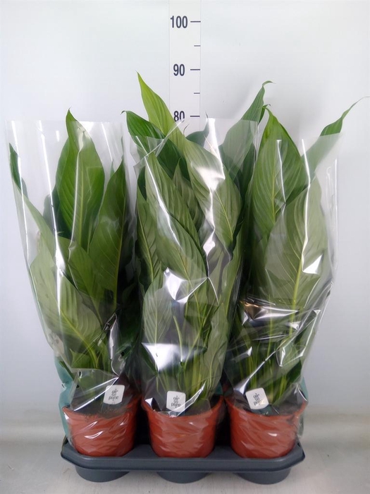<h4>Spathiphyllum  'Bingo Cupido'</h4>
