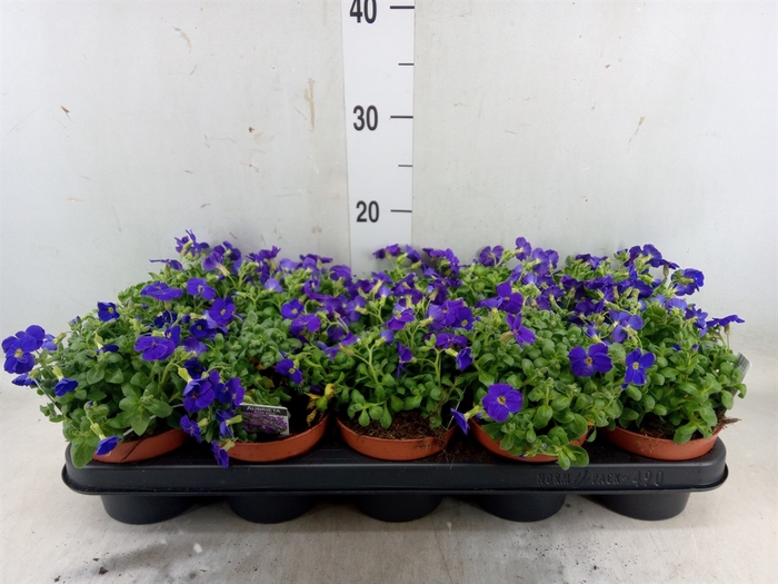 Aubrieta gracilis 'Kitte'