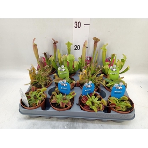Sarracenia   ...