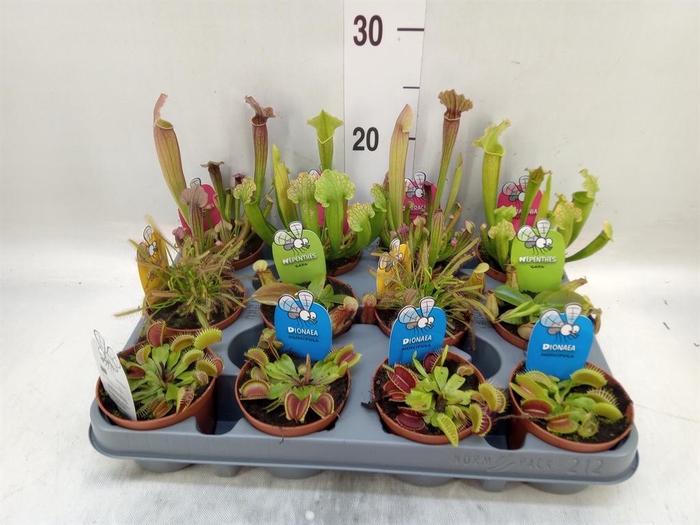<h4>Sarracenia   ...</h4>