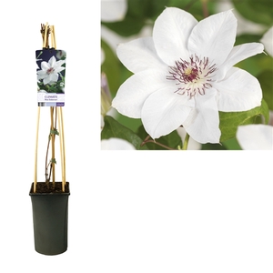 Clematis 'Miss Bateman' +light label