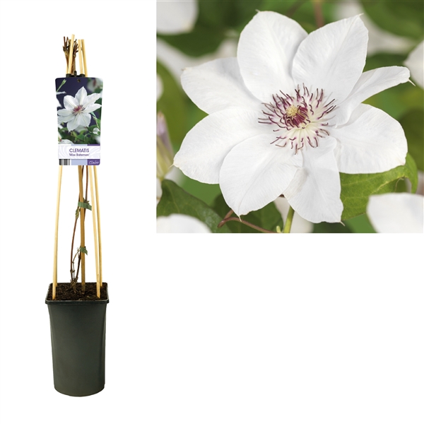 <h4>Clematis 'Miss Bateman' +light label</h4>