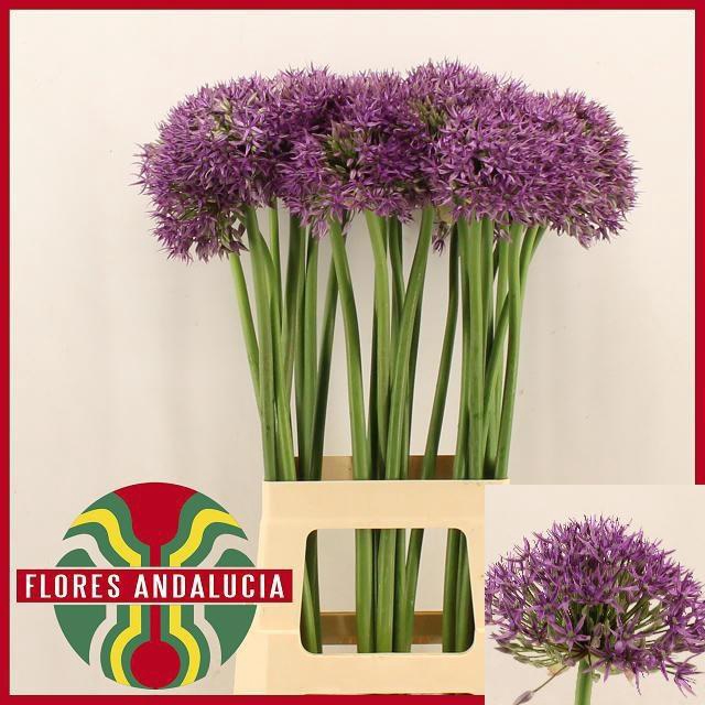 <h4>ALLIUM JACKPOT</h4>