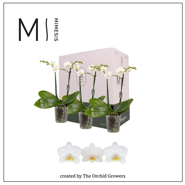 <h4>Mimesis Phal. White - 2 spike 9cm Less Plastic</h4>