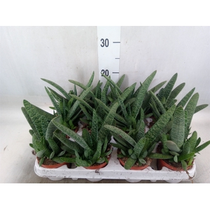 Gasteria carinata var. verrucosa
