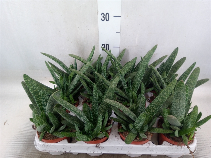 <h4>Gasteria carinata var. verrucosa</h4>