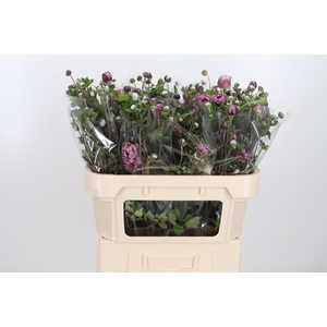 Anemone Overig
