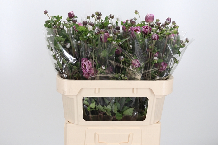 <h4>Anemone Overig</h4>