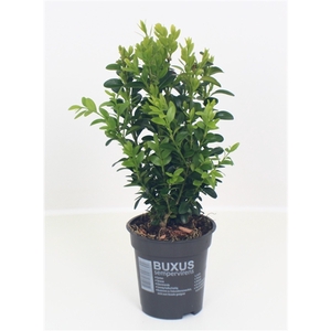 Buxus sempervirens P9