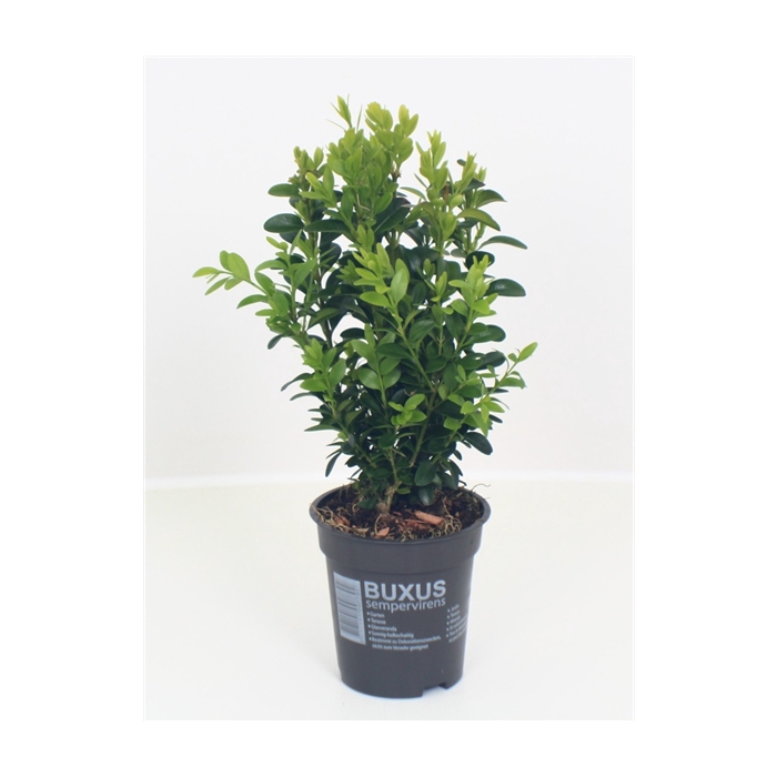 <h4>Buxus sempervirens P9</h4>