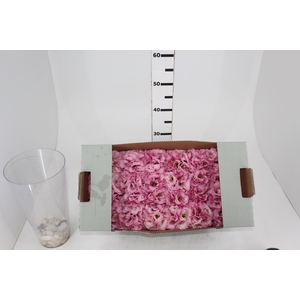 LISIANTHUS FLOR ROSA