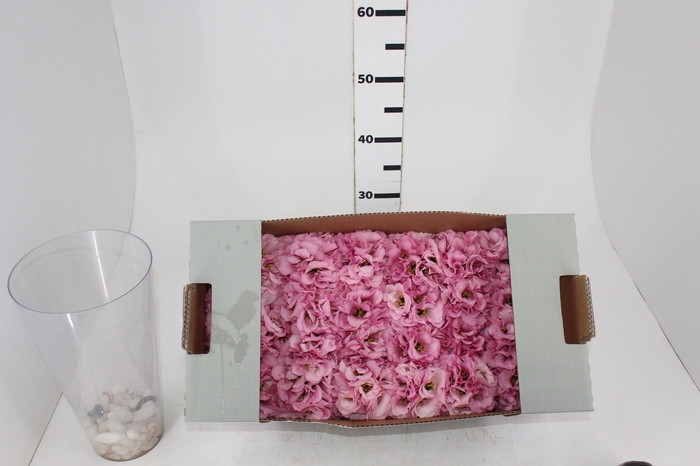 <h4>LISIANTHUS FLOR ROSA</h4>