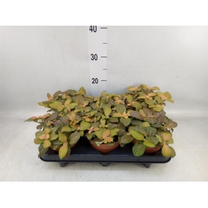 Fittonia  'Mosaic Skeleton'