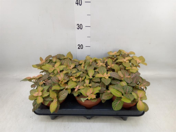 <h4>Fittonia  'Mosaic Skeleton'</h4>