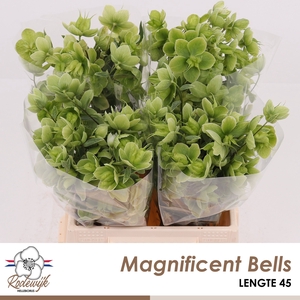 HELL  MAGNIFIC BELLS