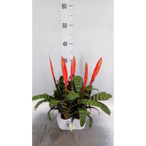 Vriesea  'Era'