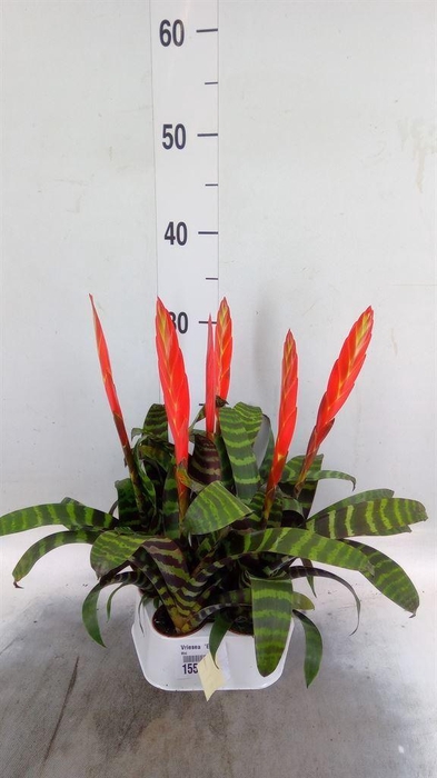 <h4>Vriesea  'Era'</h4>