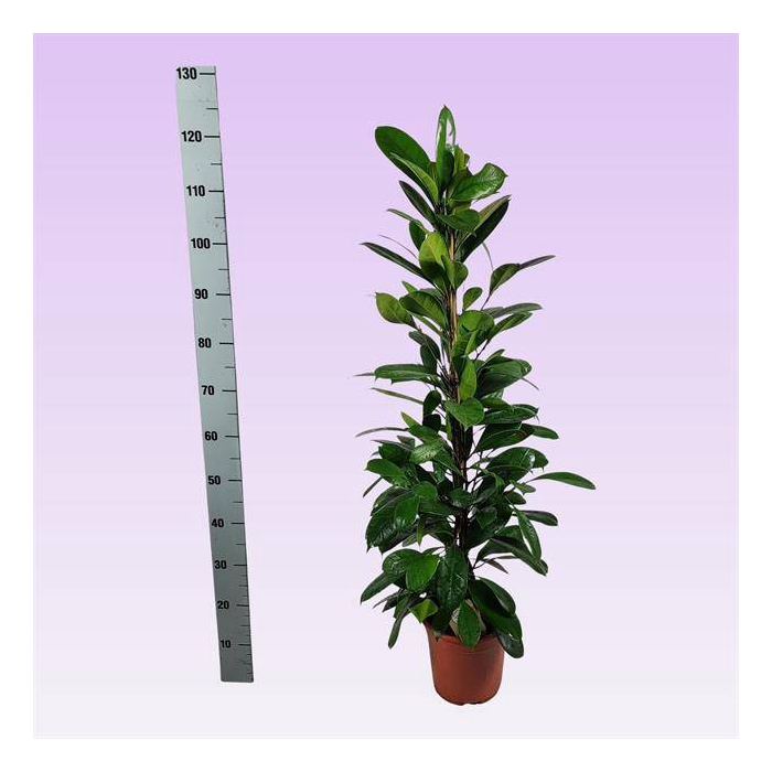 <h4>Ficus Cyathistipula 21Ø 120cm 3pp</h4>