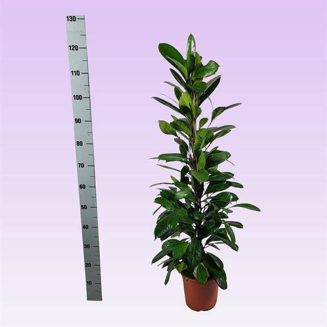 Ficus Cyathistipula 21Ø 120cm 3pp