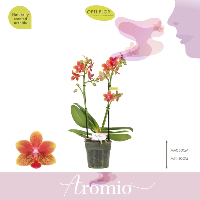 <h4>Aromio Tropical 2 spike</h4>