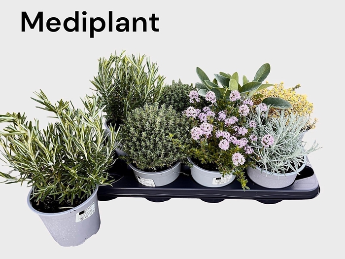 <h4>TUINKRUIDEN GEM</h4>