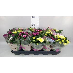 Chrysanthemum  'Mnt Aubisq'  ..mx/p