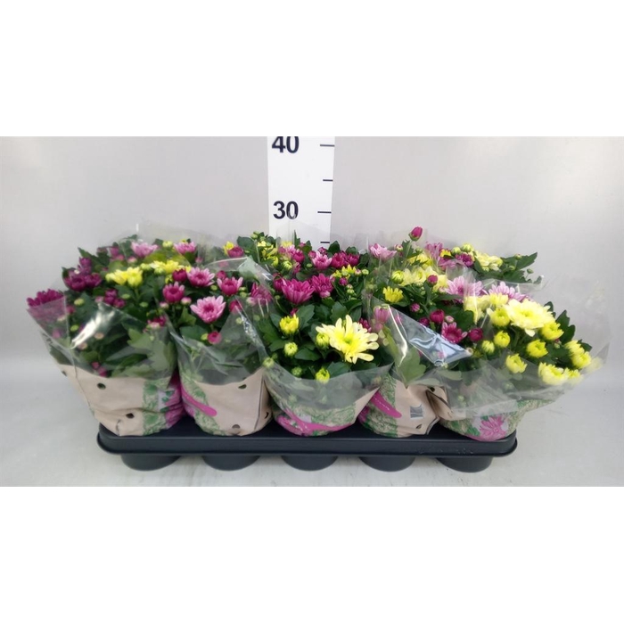 <h4>Chrysanthemum  'Mnt Aubisq'  ..mx/p</h4>