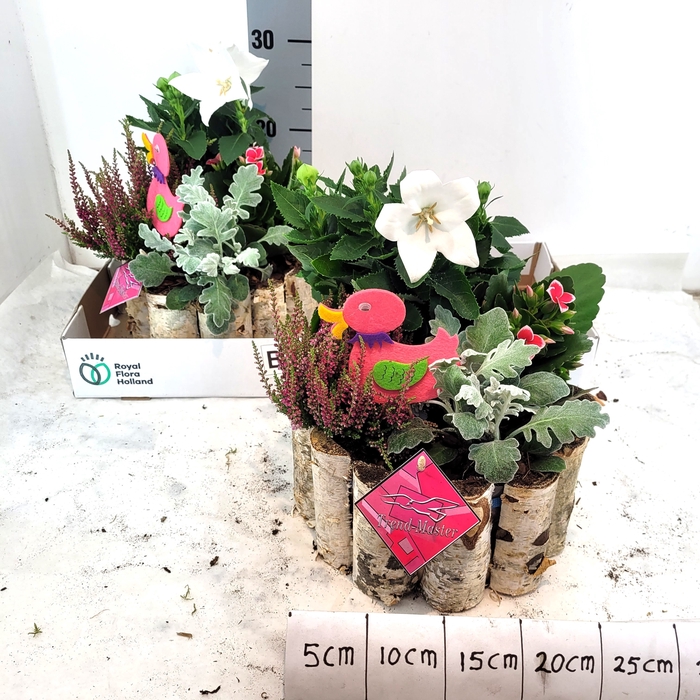 <h4>ARR TUINPLANTEN</h4>