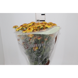 CRISANTEMO SANTINI ABBEY YELLOW 080 CM