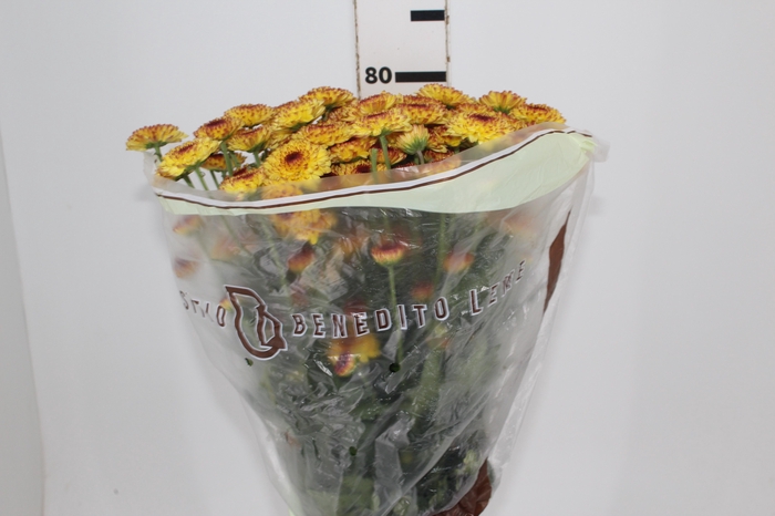 <h4>CRISANTEMO SANTINI ABBEY YELLOW 080 CM</h4>