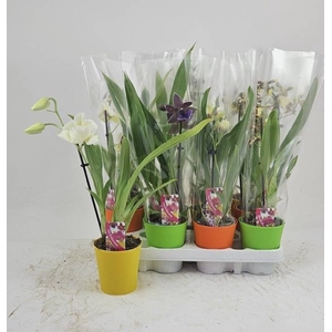 ORCHIDEEEN GEM