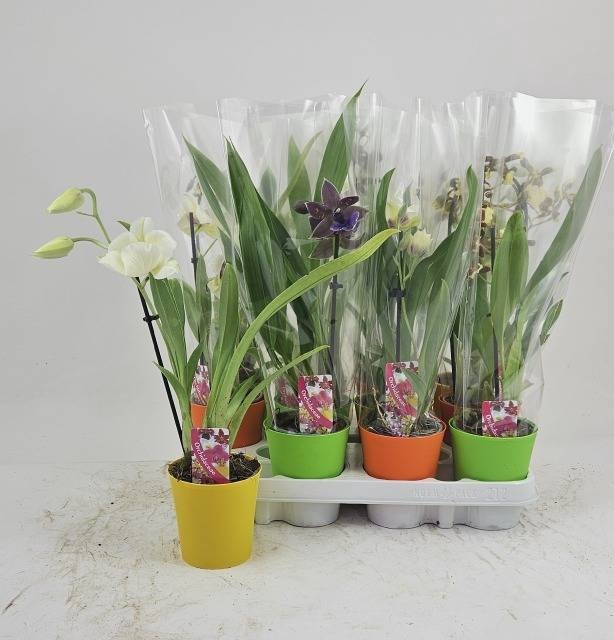 <h4>ORCHIDEEEN GEM</h4>