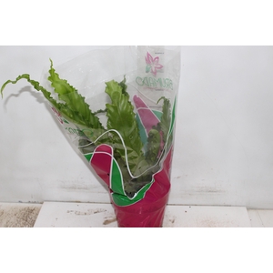 ASPLENIUM OSAKA CRESPO P19