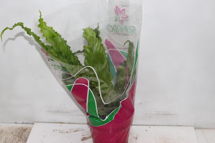 <h4>ASPLENIUM OSAKA CRESPO P19</h4>