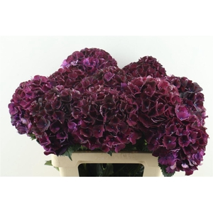Hydr M Ruby Bordaux 60-18